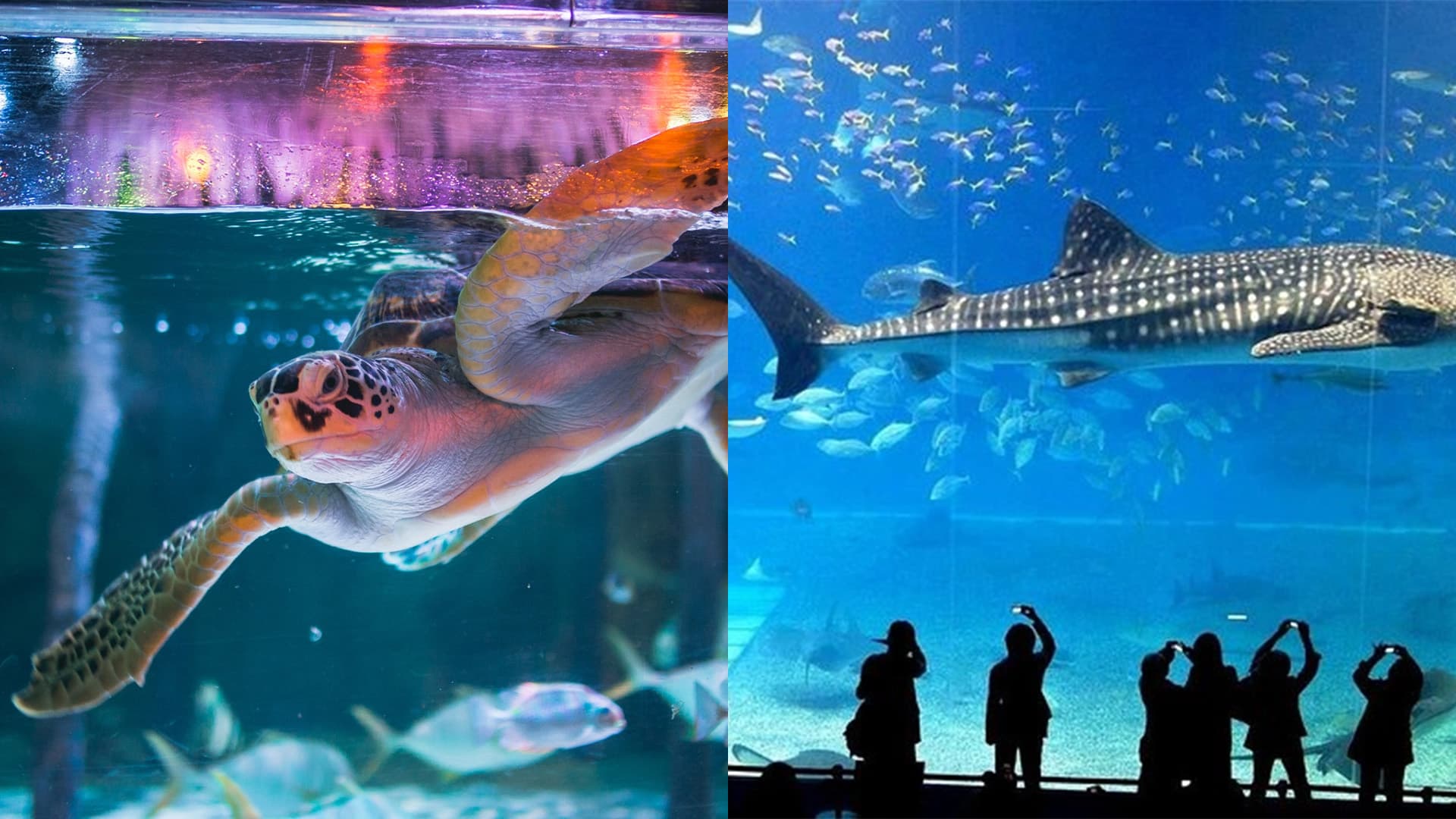 travel-story-1740981332_9d5a205f281742195c19-0